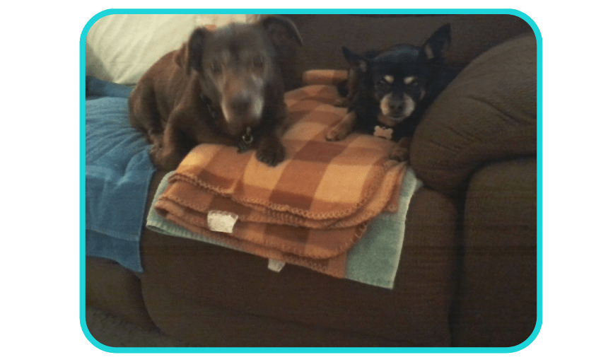 SPECIAL NEEDS PET SERVICES
