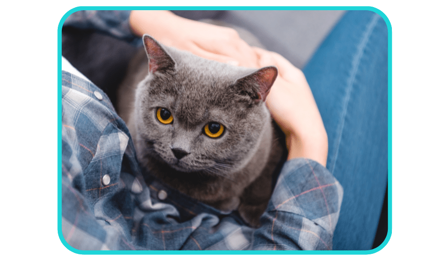 SENIOR PET SERVICES