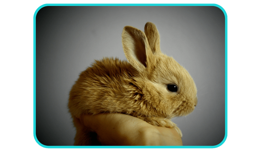 RABBIT SITTING