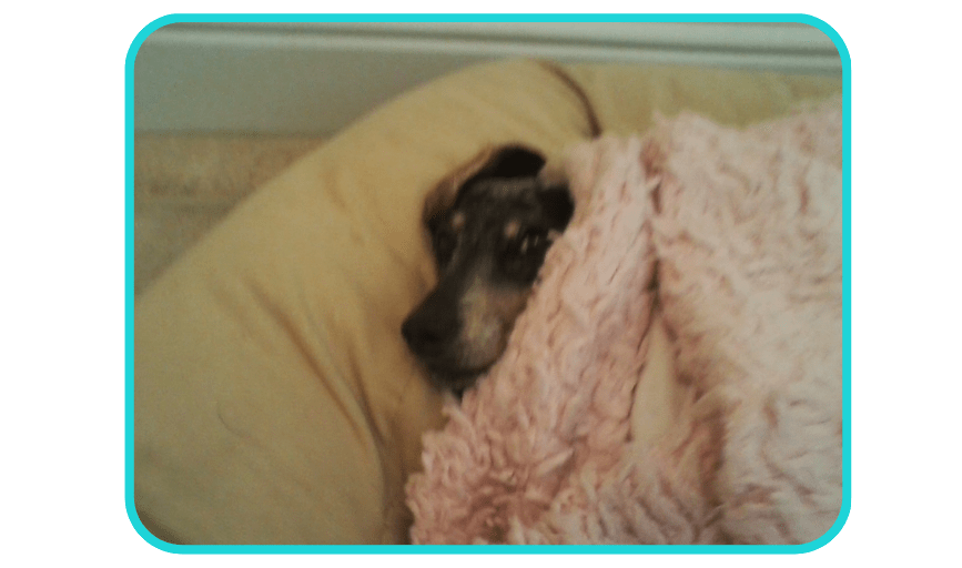 OVERNIGHT PET SITTING