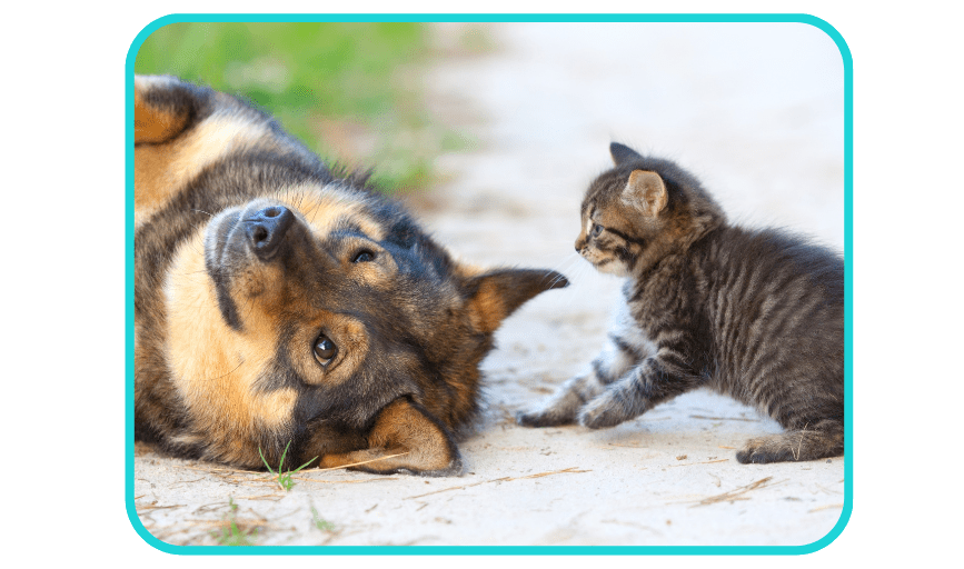 PET SITTING
